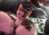 Kittens for sale