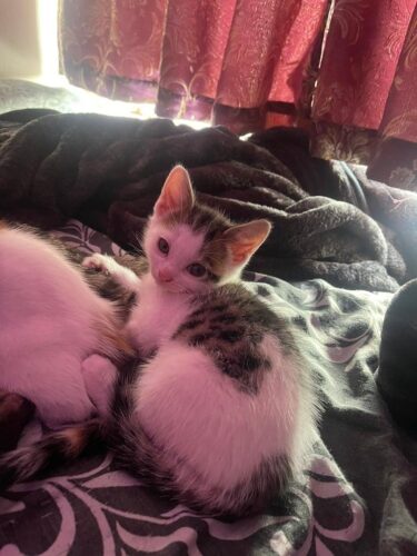 Kittens for sale