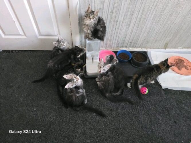 Maine coon kittens 2 left tica registered active