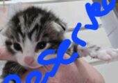 Bengal cross kittens