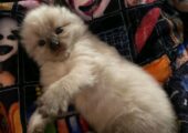 Kittens