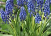 Artificial flowers