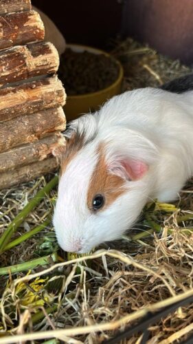 2 baby boy guinea pigs ready to leave now