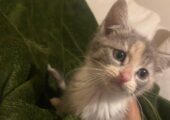 4 kittens for sale Open to reasonable offers