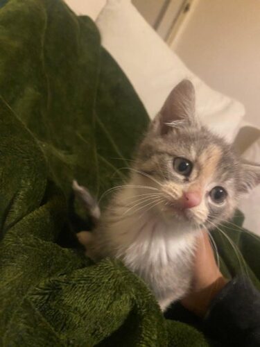 4 kittens for sale Open to reasonable offers
