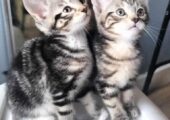 Gorgeous Kittens for sale 120 ono