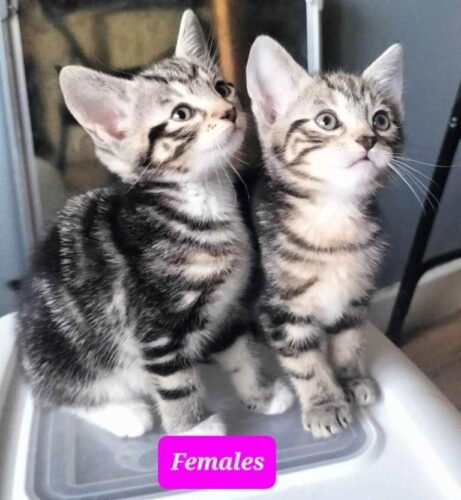 Gorgeous Kittens for sale 120 ono