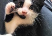 Gorgeous Kittens for sale 120 ono