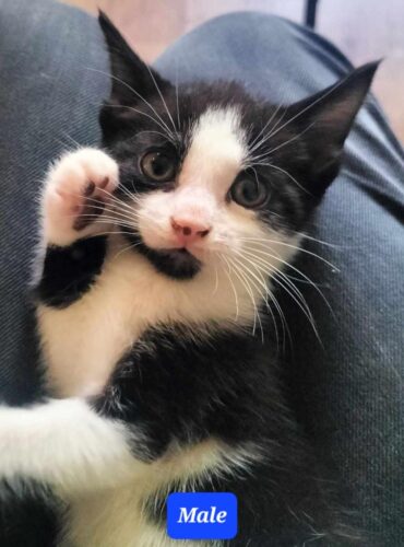 Gorgeous Kittens for sale 120 ono