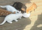 CHUNKY BRITISH SHORTHAIR FUR BABIES