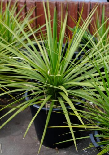 Pheasant tail grass plant