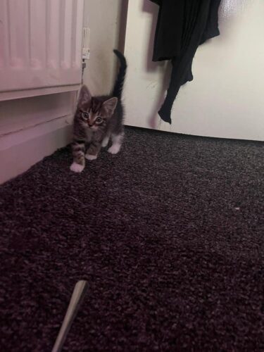 Kittens for sale