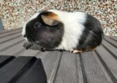 Guinea Pigs and Cage