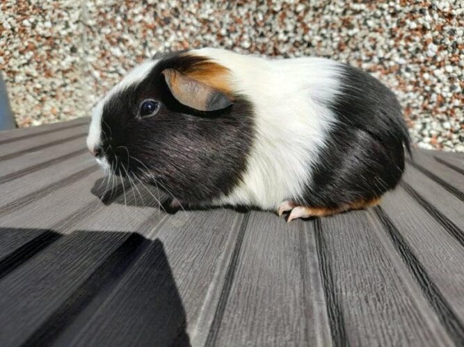 Guinea Pigs and Cage