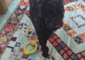 Beautiful cockapoo puppy