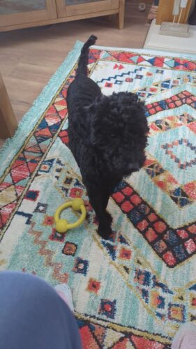 Beautiful cockapoo puppy