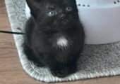 Beautiful Kittens