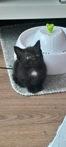 Beautiful Kittens