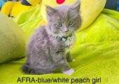 Pedigree Main Coon kitten ready Now