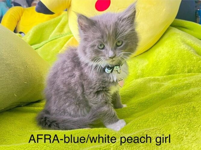Pedigree Main Coon kitten ready Now