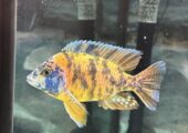 Angelfish