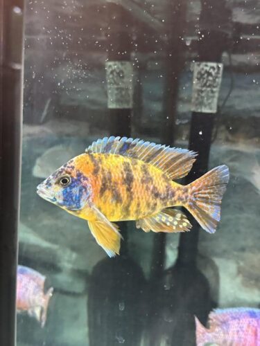 Angelfish