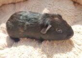 2 baby boy guinea pigs ready to leave now
