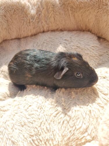 2 baby boy guinea pigs ready to leave now