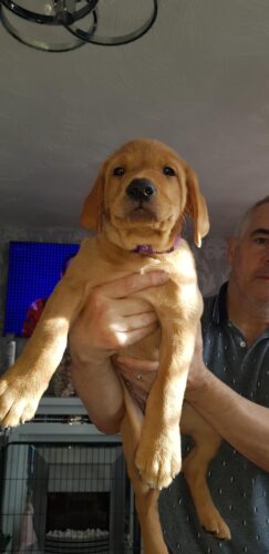 Puppies