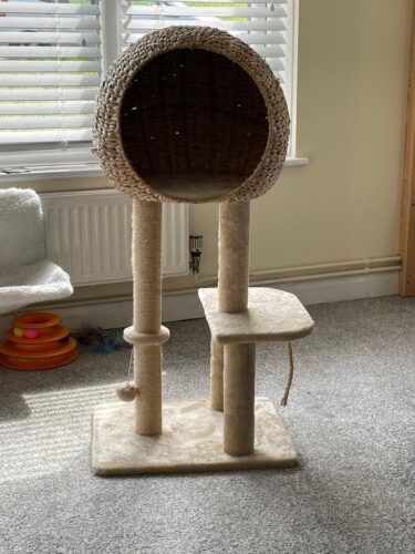Cat Activity Tree