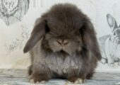 Bunny with food,cage,hay, playpen