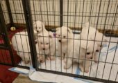 ONLY 1 BOY LEFT Samoyed puppies looking for new home