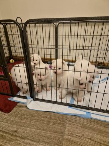 ONLY 1 BOY LEFT Samoyed puppies looking for new home