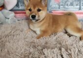 Shiba inu