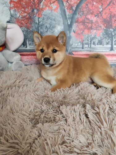 Shiba inu