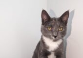 Beautiful Maine Coon Cat Active TICA registered 17 months old