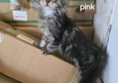 Maine coon kittens 2 left tica registered active