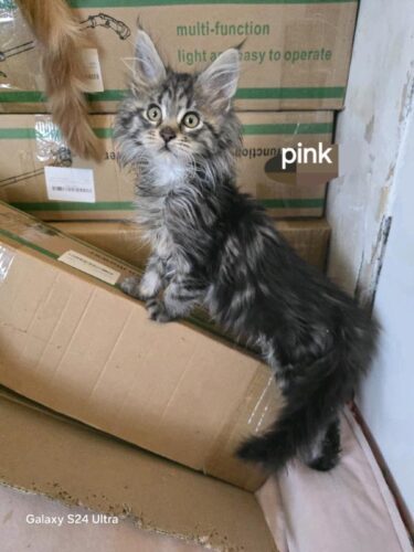 Maine coon kittens 2 left tica registered active