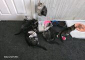 Maine coon kittens ready now tica registered