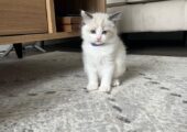 4 pure ragdoll kittens 3 left