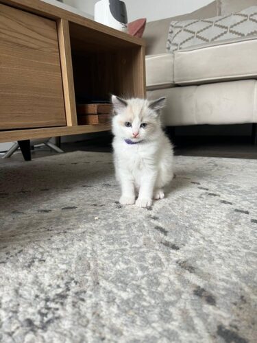 4 pure ragdoll kittens 3 left