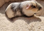 Guinea Pigs and Cage