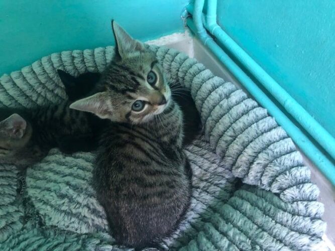 Beautiful kittens