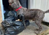 Cockapoo 7 year old male for rehoming