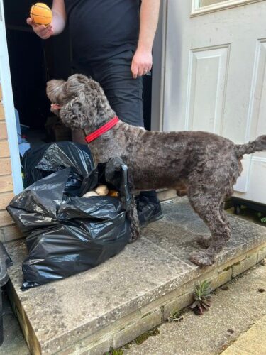 Cockapoo 7 year old male for rehoming