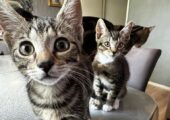 Cute Kittens for sale