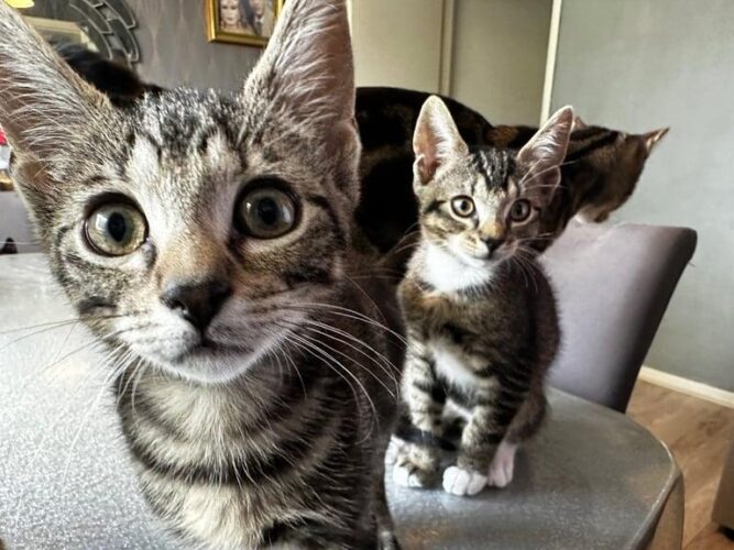 Cute Kittens for sale