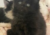 Maine coon kittens