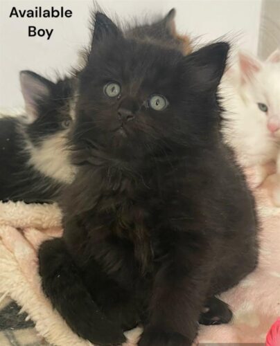 Maine coon kittens