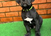 JACKAPOO PUPPIES girls